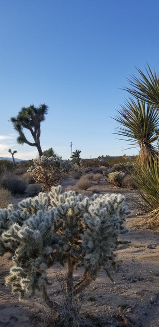 DESERT HEART COLLECTION